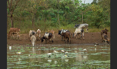 Zebu (Bos primigenius indicus)