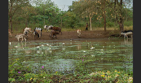 Zebu (Bos primigenius indicus)