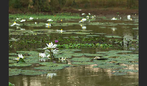 Tigerlotus (Nymphaea lotus)