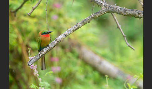 Rotkehlspint (Merops bulocki)