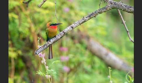 Rotkehlspint (Merops bulocki)