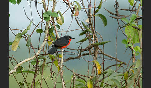 Scharlachwürger (Laniarius erythrogaster)