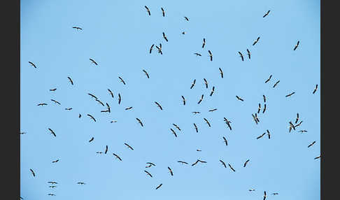 Weißstorch (Ciconia ciconia)