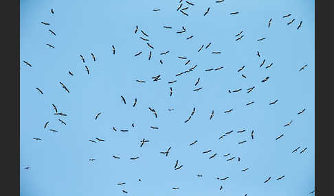 Weißstorch (Ciconia ciconia)