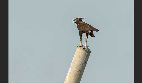 Schopfadler (Lophaetus occipitalis)