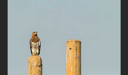 Salvadoribussard (Buteo auguralis)