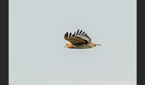 Salvadoribussard (Buteo auguralis)