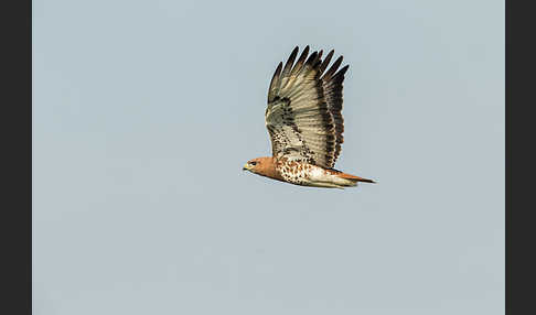 Salvadoribussard (Buteo auguralis)