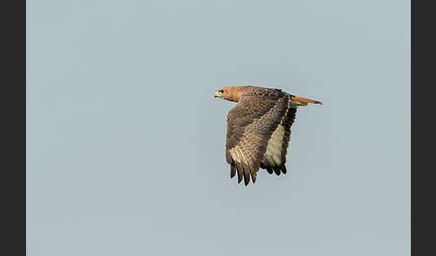 Salvadoribussard (Buteo auguralis)