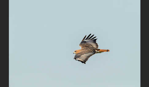 Salvadoribussard (Buteo auguralis)