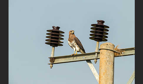 Salvadoribussard (Buteo auguralis)