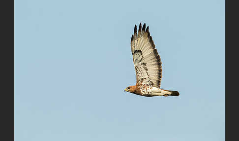 Salvadoribussard (Buteo auguralis)