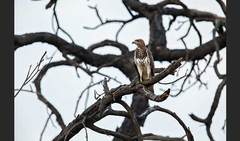 Salvadoribussard (Buteo auguralis)