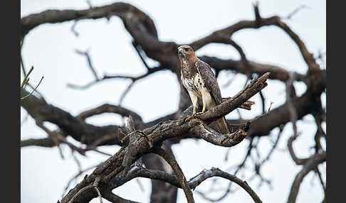 Salvadoribussard (Buteo auguralis)