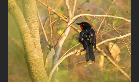 Scharlachwürger (Laniarius erythrogaster)