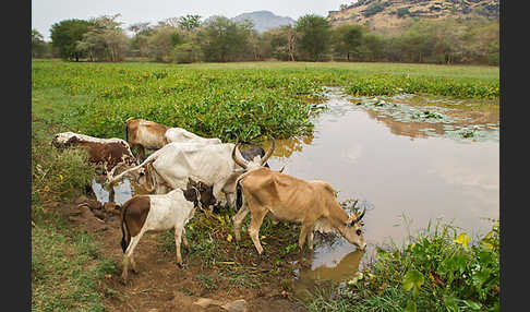 Zebu (Bos primigenius indicus)