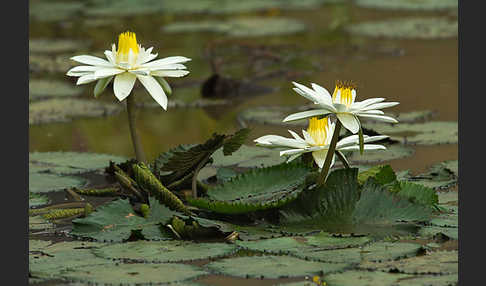 Tigerlotus (Nymphaea lotus)