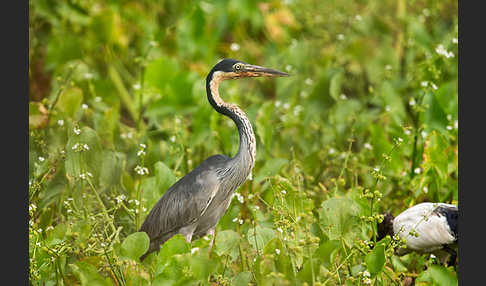 Schwarzhalsreiher (Ardea melanocephala)