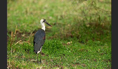 Wollhalsstorch (Ciconia episcopus)