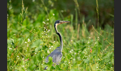 Schwarzhalsreiher (Ardea melanocephala)