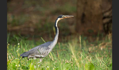 Schwarzhalsreiher (Ardea melanocephala)