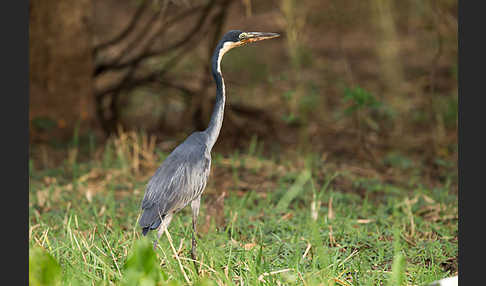 Schwarzhalsreiher (Ardea melanocephala)