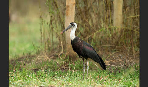 Wollhalsstorch (Ciconia episcopus)