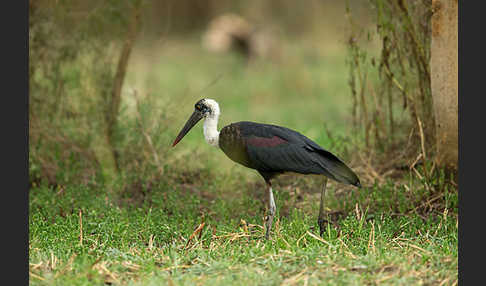 Wollhalsstorch (Ciconia episcopus)