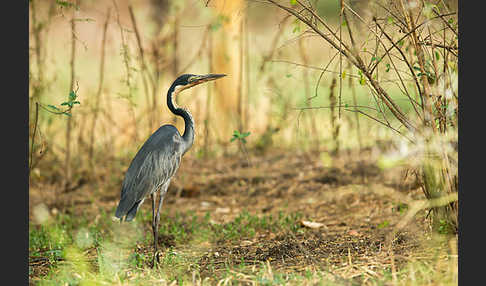 Schwarzhalsreiher (Ardea melanocephala)