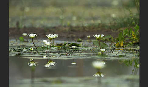 Tigerlotus (Nymphaea lotus)