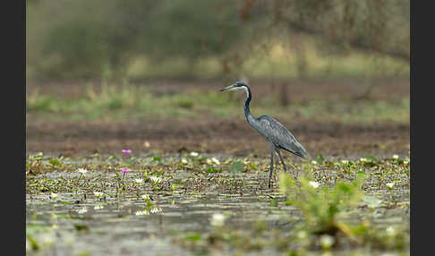 Schwarzhalsreiher (Ardea melanocephala)