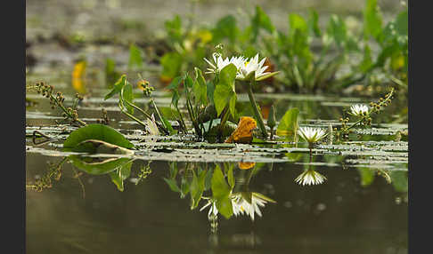 Tigerlotus (Nymphaea lotus)