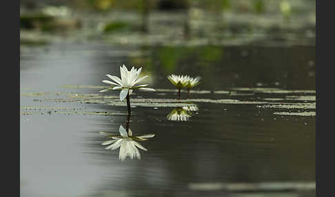 Tigerlotus (Nymphaea lotus)