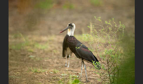 Wollhalsstorch (Ciconia episcopus)