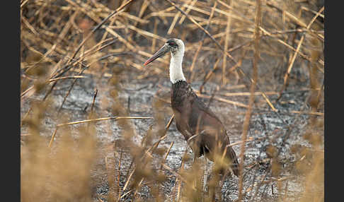 Wollhalsstorch (Ciconia episcopus)