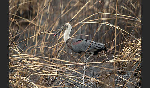 Wollhalsstorch (Ciconia episcopus)