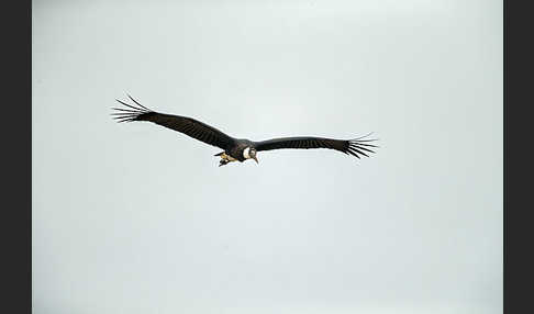 Wollhalsstorch (Ciconia episcopus)