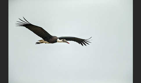 Wollhalsstorch (Ciconia episcopus)