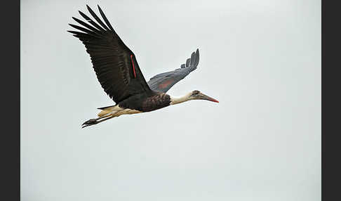 Wollhalsstorch (Ciconia episcopus)