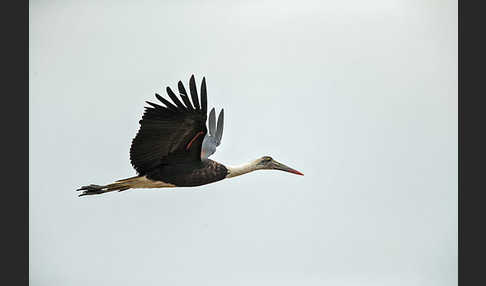 Wollhalsstorch (Ciconia episcopus)