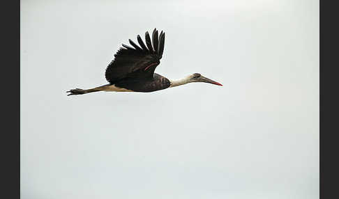 Wollhalsstorch (Ciconia episcopus)