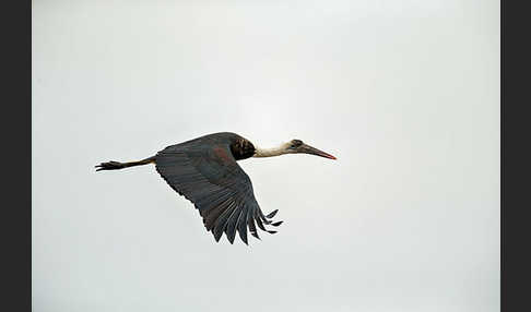 Wollhalsstorch (Ciconia episcopus)