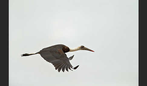 Wollhalsstorch (Ciconia episcopus)