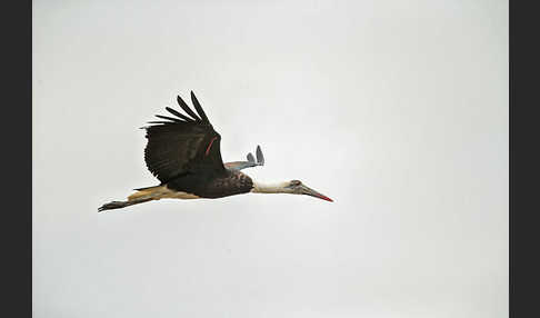 Wollhalsstorch (Ciconia episcopus)