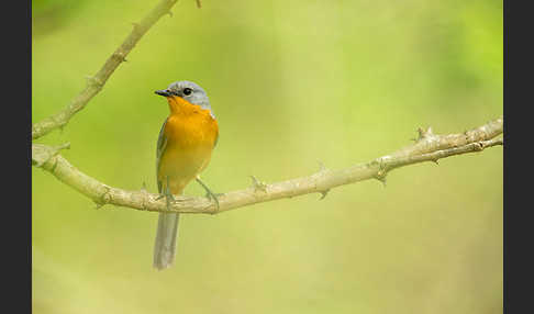 Silberschnäpper (Empidornis semipartitus)