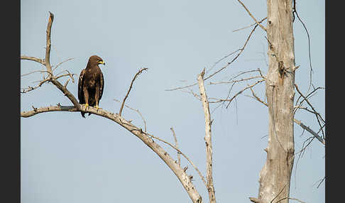 Schreiadler (Aquila pomarina)