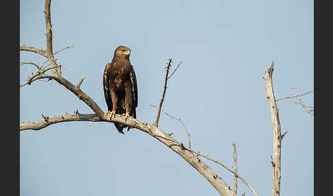 Schreiadler (Aquila pomarina)