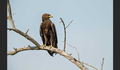 Schreiadler (Aquila pomarina)