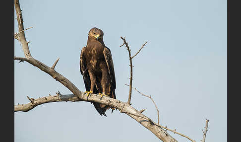 Schreiadler (Aquila pomarina)