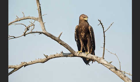 Schreiadler (Aquila pomarina)